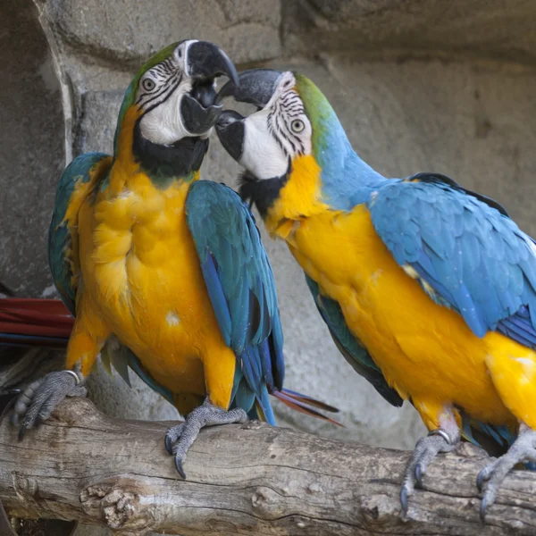 Ara ararauna parrot on its perch — Stock Photo, Image