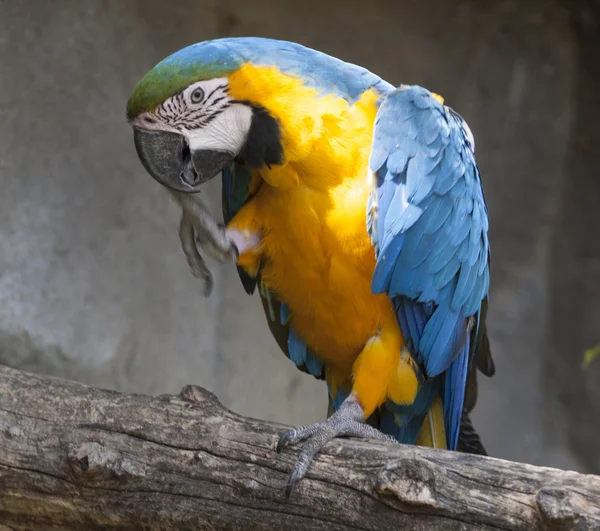 Ara ararauna parrot on its perch — Stock Photo, Image