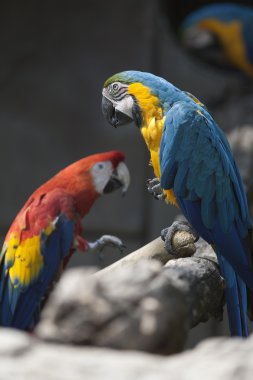 Ara ararauna papağan üzerinde onun levrek