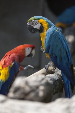 Ara ararauna papağan üzerinde onun levrek