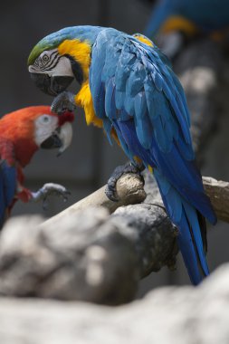 Ara ararauna papağan üzerinde onun levrek
