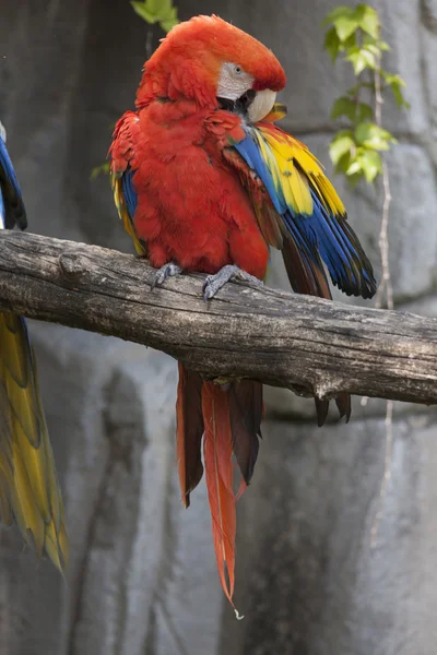Ara macaw parrot on its perch — Stock Photo, Image