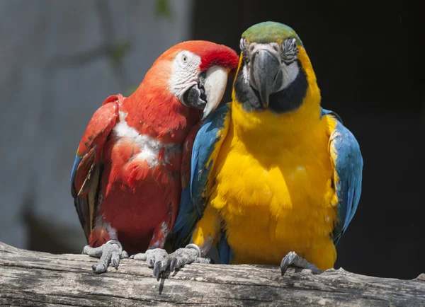 Ara ararauna parrot on its perch — Stock Photo, Image