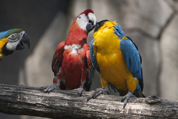 Ara ararauna papagaio em seu poleiro — Fotografia de Stock