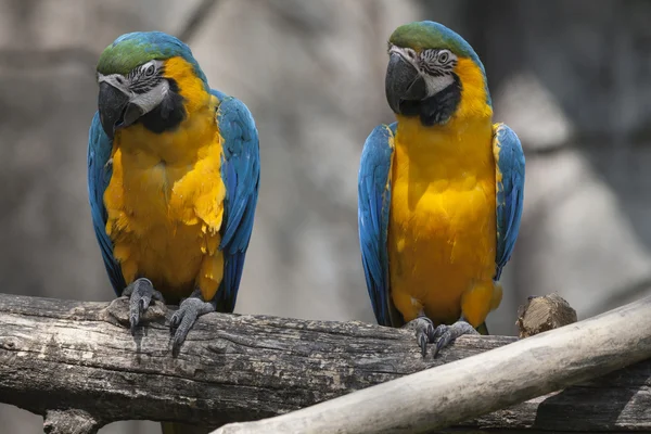 Ara ararauna parrot on its perch — Stock Photo, Image