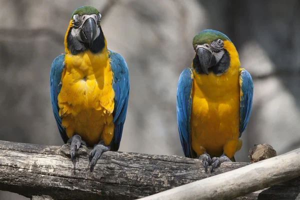 Ara ararauna parrot on its perch — Stock Photo, Image