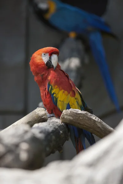 Ara macaw parrot on its perch — Stock Photo, Image