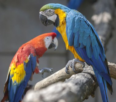 Ara ararauna papağan üzerinde onun levrek