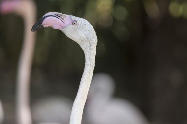 Pembe flamingo Phoenicopterus ruber çevresi