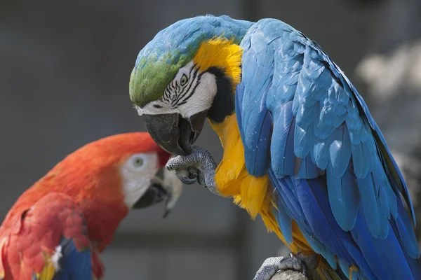 Ara ararauna parrot on its perch — Stock Photo, Image