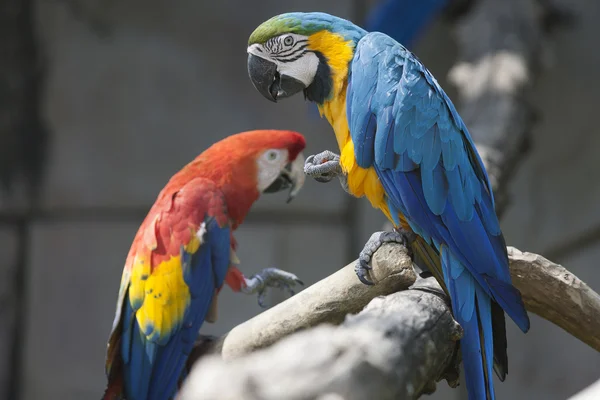 Ara ararauna parrot on its perch — Stock Photo, Image