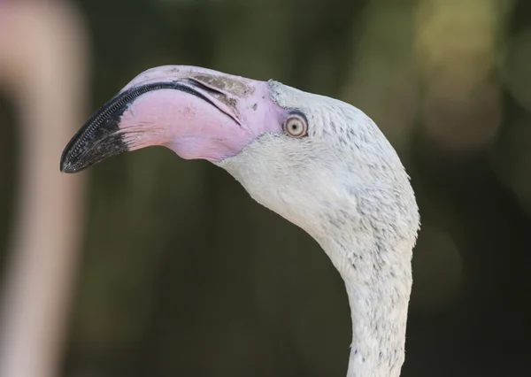 Pink flamingo Phoenicopterus ruber roseus — Zdjęcie stockowe