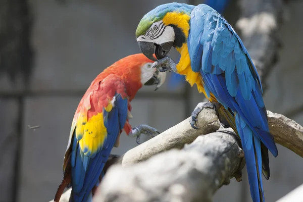 Ara ararauna parrot on its perch — Stock Photo, Image