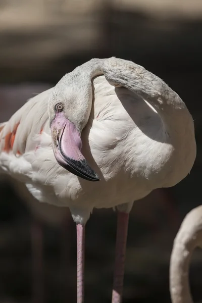 Pembe flamingo Phoenicopterus ruber çevresi — Stok fotoğraf