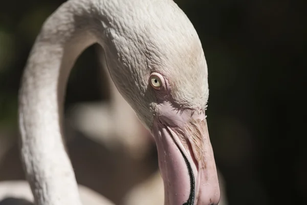 Růžový plameňák Phoenicopterus ruber roseus — Stock fotografie