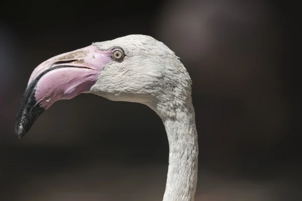 Pink flamingo Phoenicopterus ruber roseus — Stock Photo, Image