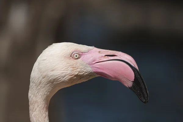 Flamingo rosa Phoenicopterus ruber roseus — Fotografia de Stock