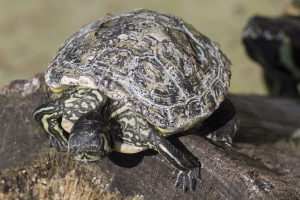 Schildkröte — Stockfoto