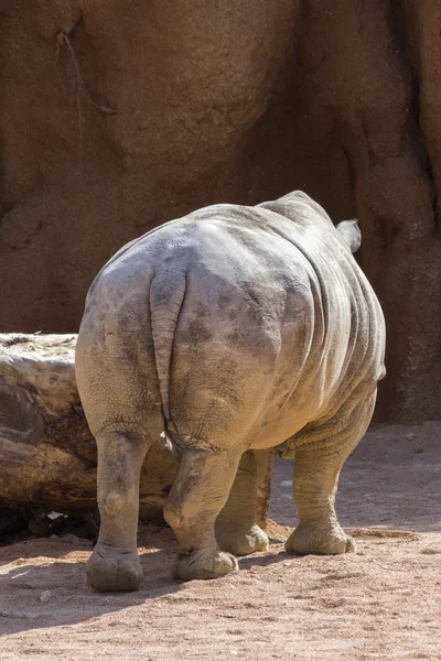 Rinoceronte no zoológico — Fotografia de Stock