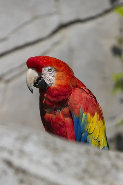 Ara ararauna parrot on its perch — Stock Photo, Image