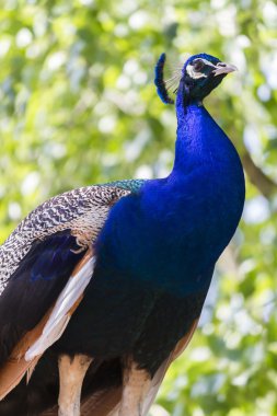 Gruptaki tavus kuşu