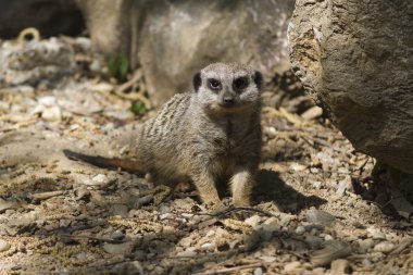 Meerkat orman