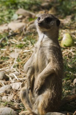 Meerkat orman