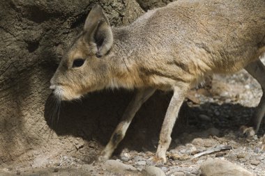 Mara tavşan Patagonia