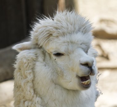 Alpaka Lama Paços