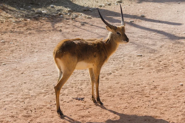 Antilope im Wald — Stockfoto