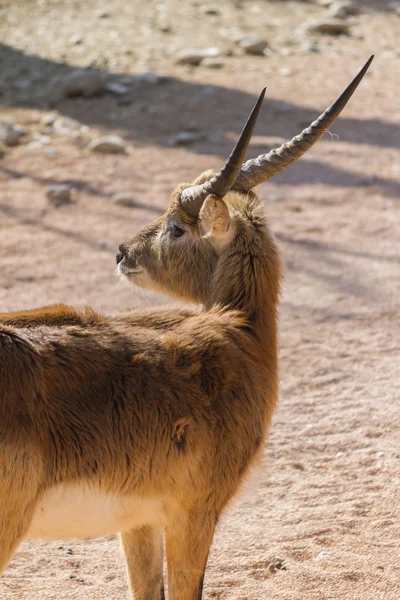 Antilope im Wald — Stockfoto