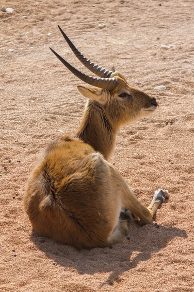 Antilope im Wald — Stockfoto