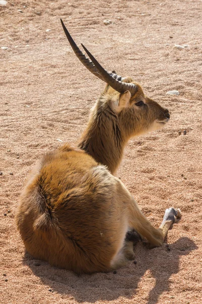 Antilope dans la forêt — Photo