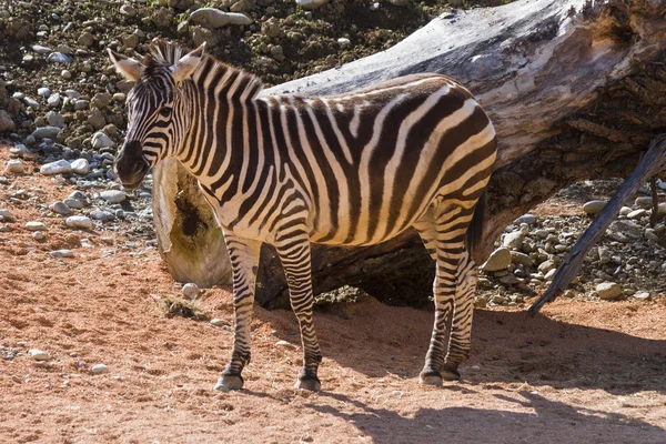 Zebra v lese — Stock fotografie