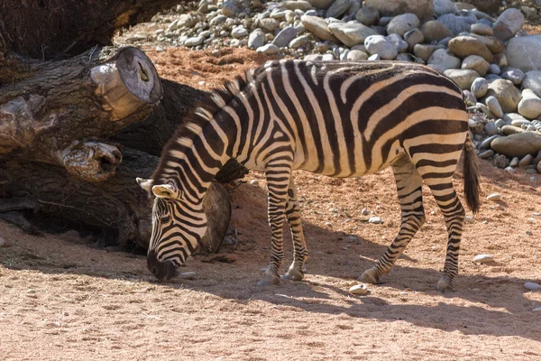 Zebra az erdő — Stock Fotó