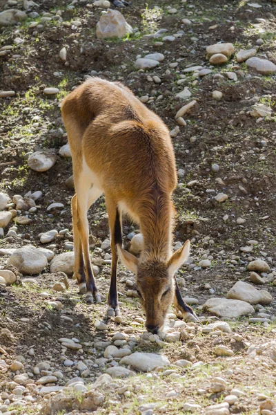 Antilopa v lese — Stock fotografie