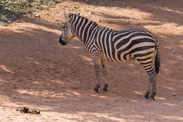 Zebra i skogen — Stockfoto