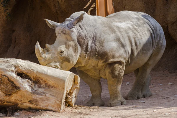 Rhino in de dierentuin — Stockfoto