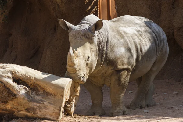 Rhino az állatkertben. — Stock Fotó