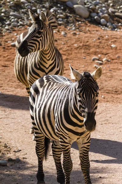 Zebra w lesie — Zdjęcie stockowe