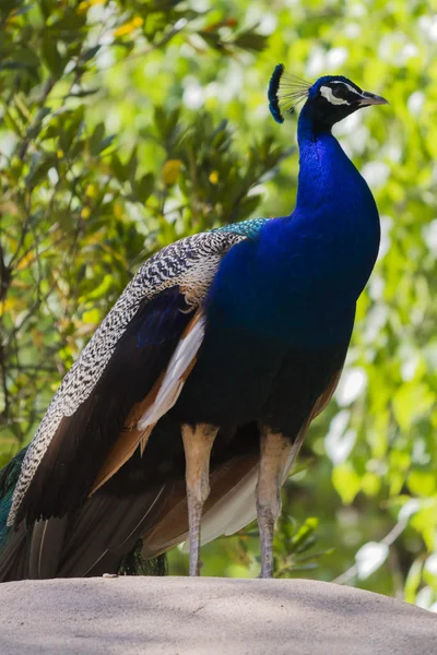 Pavo real en la granja — Foto de Stock