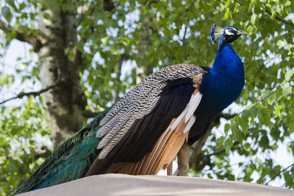 Pavo real en la granja — Foto de Stock