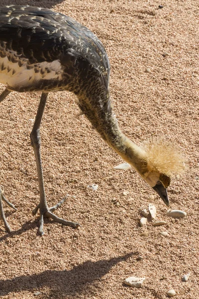 Grúa coronada Balearica regulorum en la explotación —  Fotos de Stock