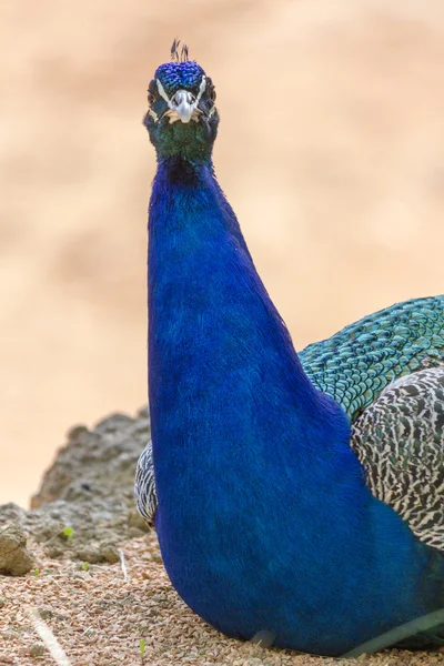 Peacock di peternakan — Stok Foto