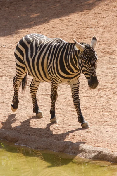 Zebra az erdő — Stock Fotó