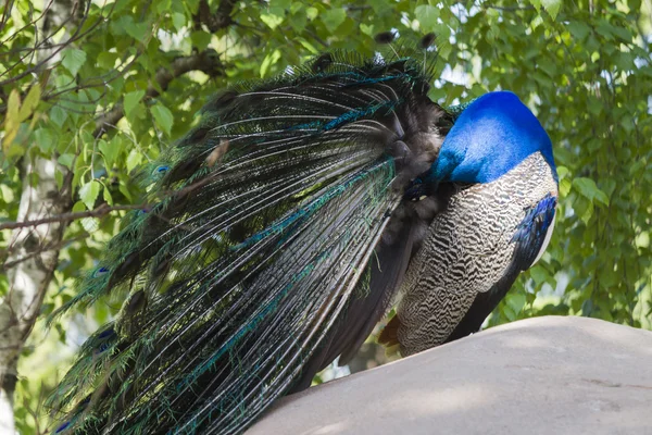 Peacock di peternakan — Stok Foto