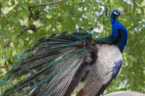 Pavo real en la granja — Foto de Stock