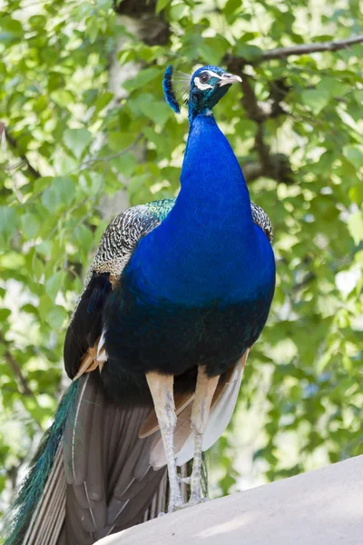Peacock di peternakan — Stok Foto