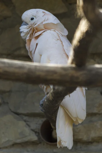 Cockatoo parrot on its perch — Stock Photo, Image