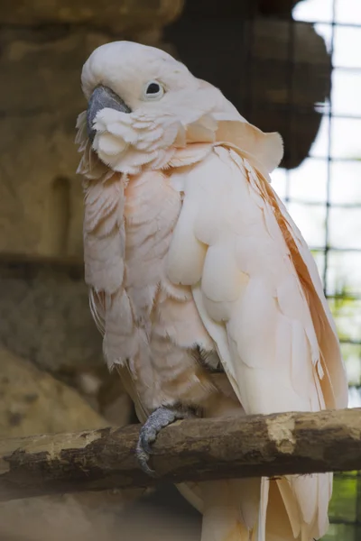Попугай-какаду на окуни — стоковое фото